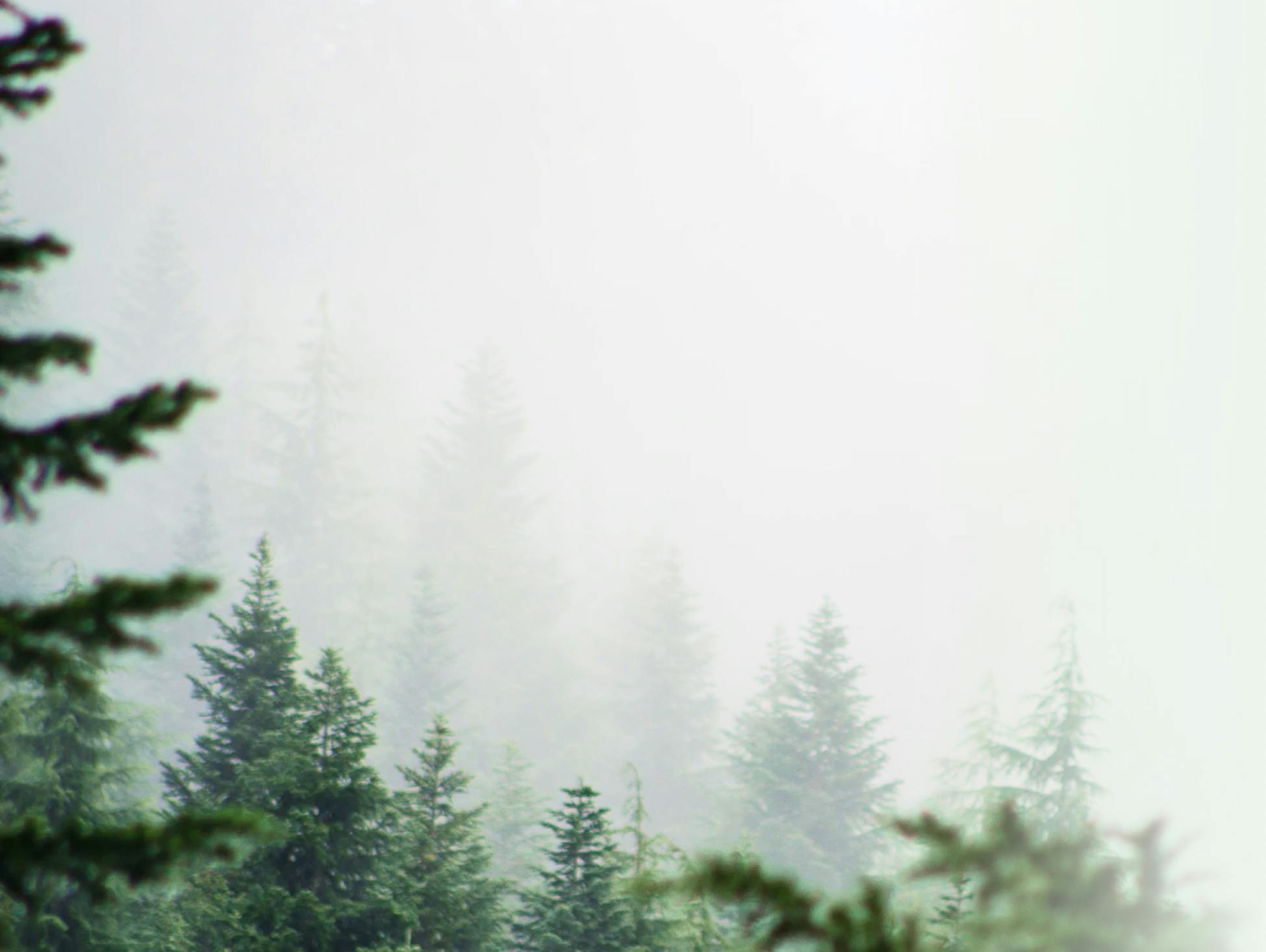 Image of a foggy forest.