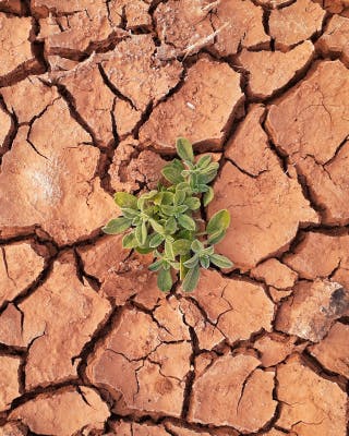 Image of desert ground.